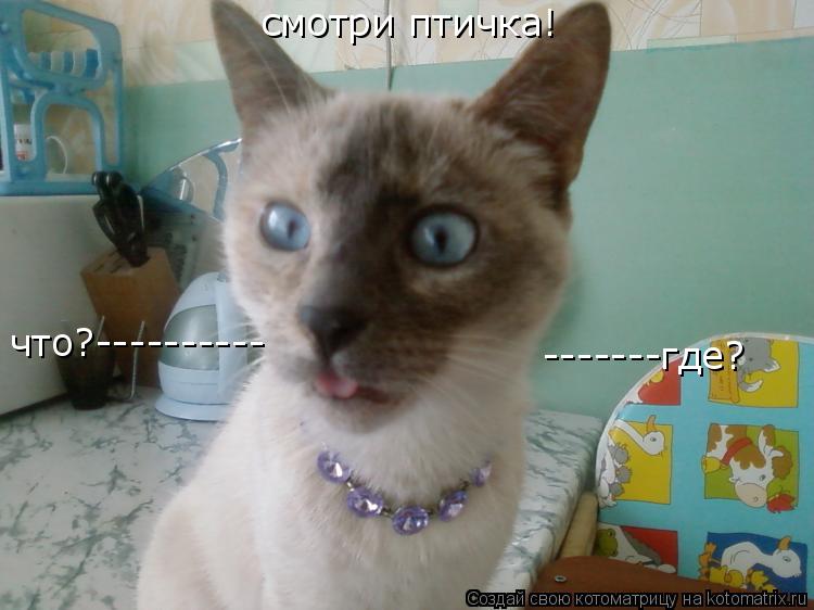 Котоматрица: смотри птичка! что?---------- -------где?