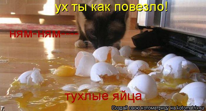 Котоматрица: ух ты как повезло! тухлые яйца ням-ням----