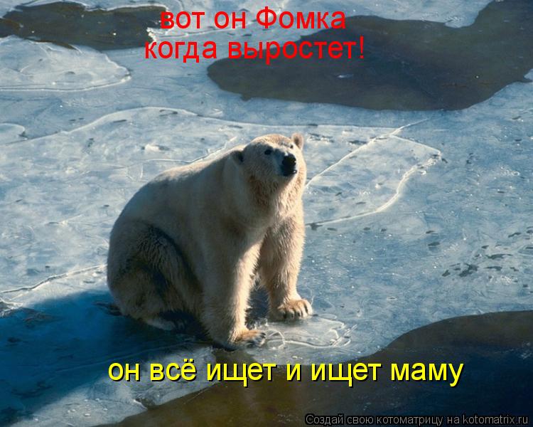 Котоматрица: вот он Фомка  когда выростет! он всё ищет и ищет маму