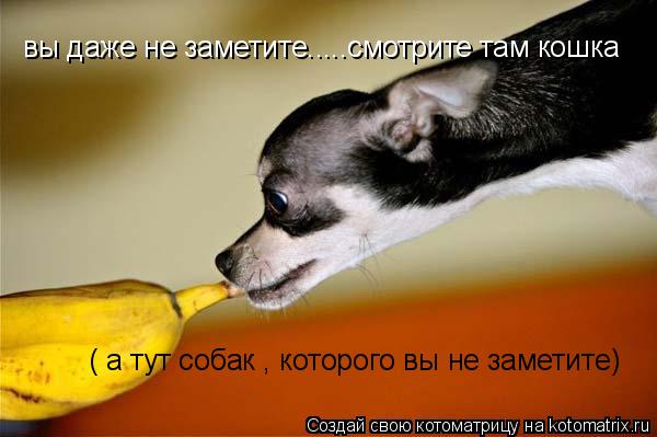 Котоматрица: вы даже не заметите.....смотрите там кошка ( а тут собак , которого вы не заметите)