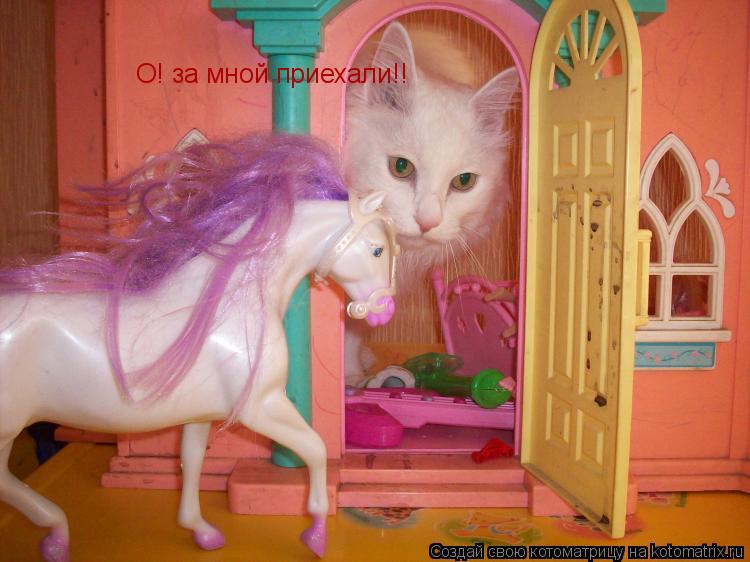 Котоматрица: О! за мной приехали!!