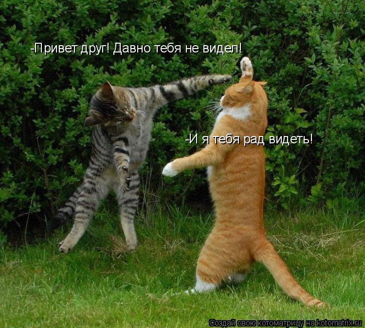 Котоматрица: -Привет друг! Давно тебя не видел! -И я тебя рад видеть!