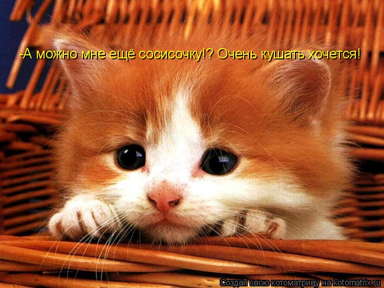 Котоматрица: -А можно мне ещё сосисочку!? Очень кушать хочется!
