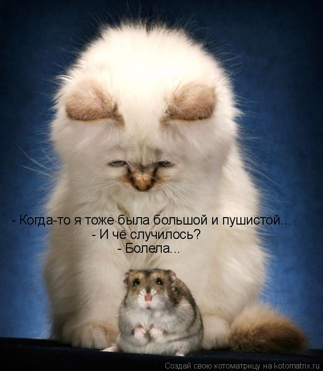 Котоматрица: - Когда-то я тоже была большой и пушистой... - И чё случилось? - Болела...
