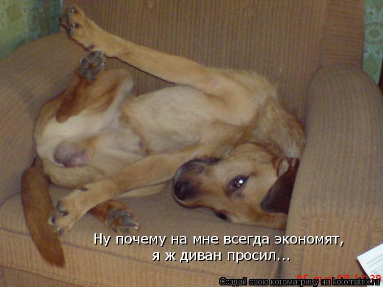Котоматрица: Ну, почему на мне всегда экономят, я ж диван просил... я ж диван просил... Ну почему на мне всегда экономят,