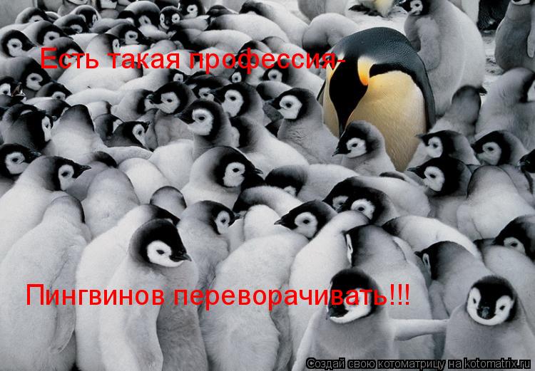 Котоматрица: Есть такая профессия- Пингвинов переворачивать!!!