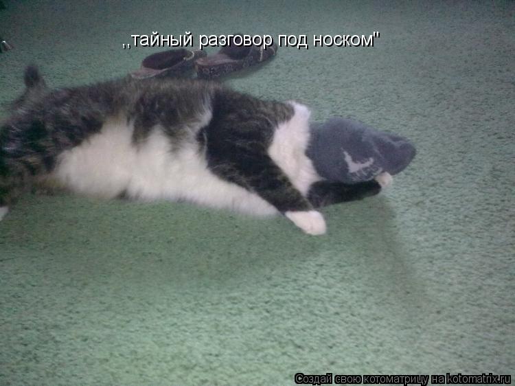 Котоматрица: ,,тайный разговор под носком"