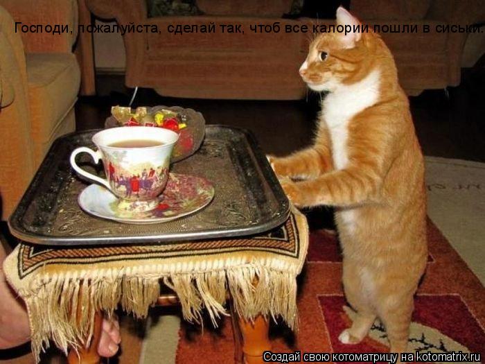 Котоматрица: Господи, пожалуйста, сделай так, чтоб все калории пошли в сиськи...
