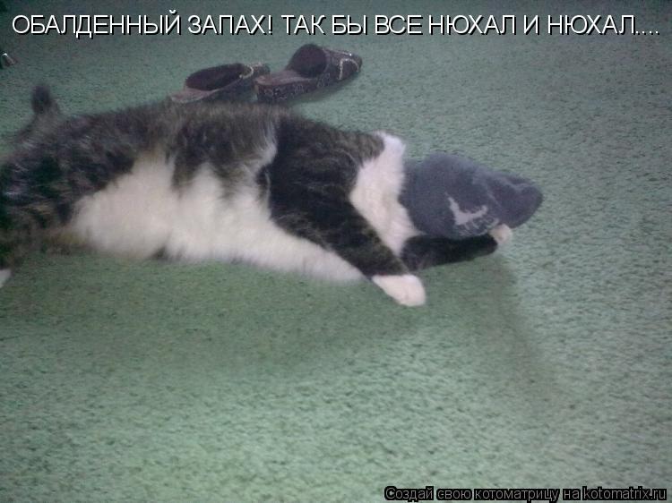Котоматрица: ОБАЛДЕННЫЙ ЗАПАХ! ТАК БЫ ВСЕ НЮХАЛ И НЮХАЛ....