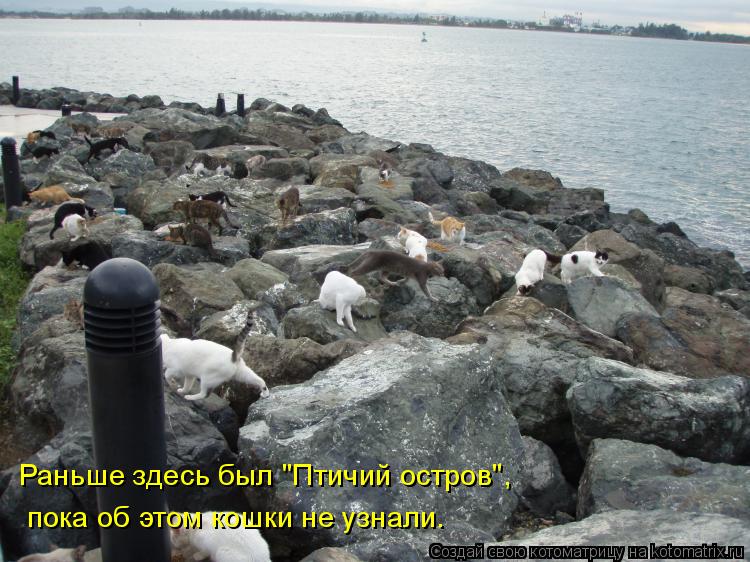 Котоматрица: пока об этом кошки не узнали.  Раньше здесь был "Птичий остров",