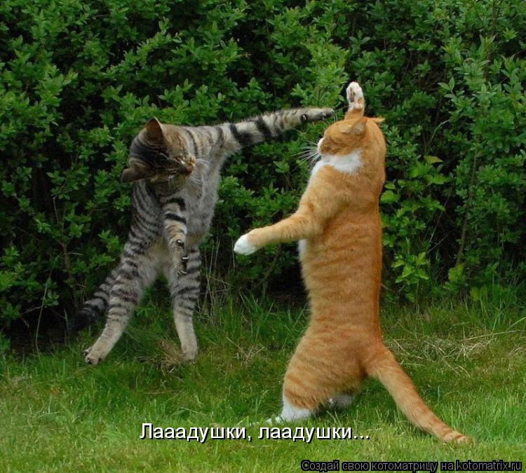 Котоматрица: Лааадушки, лаадушки...
