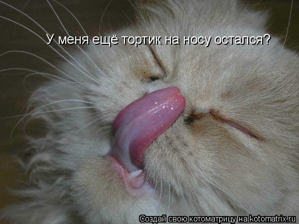 Котоматрица: У меня ещё тортик на носу остался?