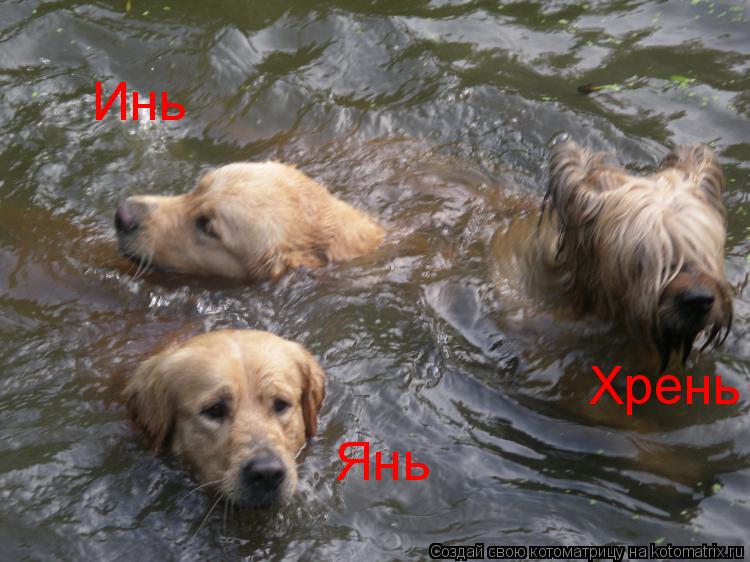 Котоматрица: Инь Янь Хрень