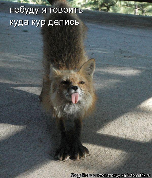 Котоматрица: небуду я говоить  куда кур делись