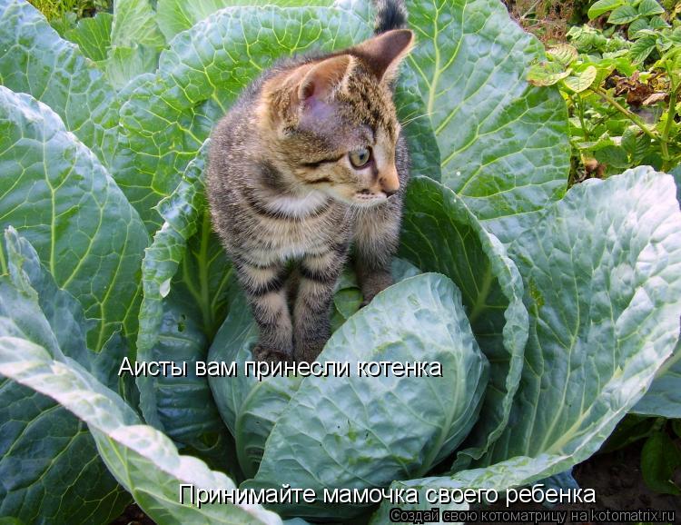 Котоматрица: Аисты вам принесли котенка Принимайте мамочка своего ребенка