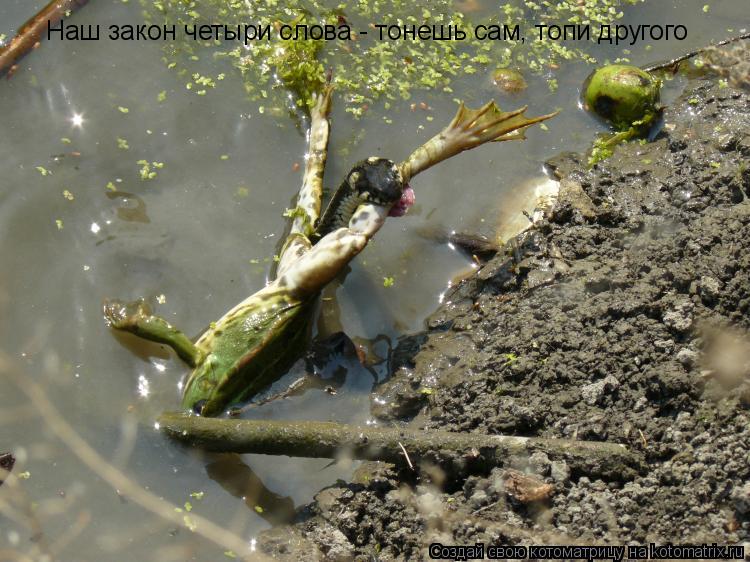 Котоматрица: Наш закон четыри слова - тонешь сам, топи другого
