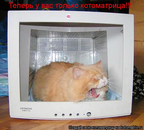 Котоматрица: Теперь у вас только котоматрица!!!