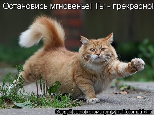 Котоматрица: Остановись мгновенье! Ты - прекрасно!
