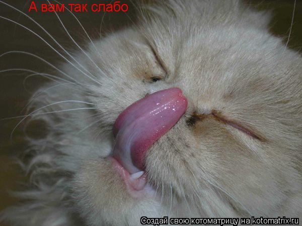 Котоматрица: А вам так слабо