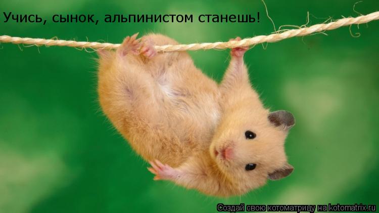 Котоматрица: Учись, сынок, альпинистом станешь!
