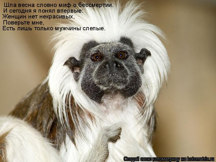 Котоматрица: Шла весна словно миф о бессмертии.  И сегодня я понял впервые:  Женщин нет некрасивых,  Поверьте мне,  Есть лишь только мужчины слепые.