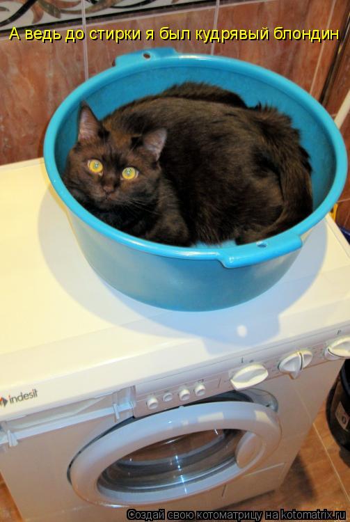 Котоматрица: А ведь до стирки я был кудрявый блондин