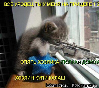 Котоматрица: ВСЕ УРОДЕЦ ТЫ У МЕНЯ НА ПРИЦЕЛЕ 1 2  (ПОЛКАН ДОМОЙ)  ХОЗЯИН КУПИ КАЛАШ    ОПЯТЬ ХОЗЯЙКА