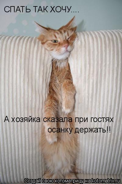 СПАТЬ ТАК ХОЧУ.... А хозяйка сказала при гостях осанку держать!!... Котоматрица: СПАТЬ ТАК ХОЧУ.... А хозяйка сказала при гостях осанку держать!!