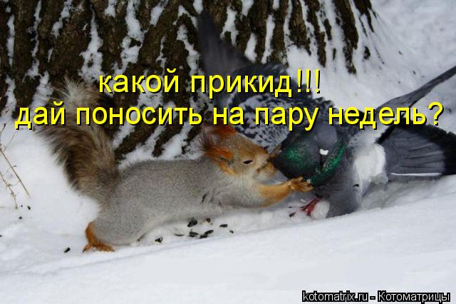 Котоматрица: какой прикид!!! дай поносить на пару недель?