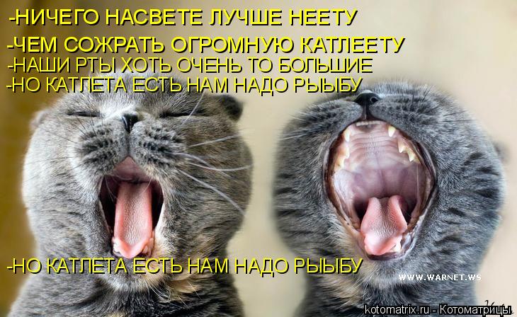 Котоматрица: -НИЧЕГО НАСВЕТЕ ЛУЧШЕ НЕЕТУ -ЧЕМ СОЖРАТЬ ОГРОМНУЮ КАТЛЕЕТУ -НАШИ РТЫ ХОТЬ ОЧЕНЬ ТО БОЛЬШИЕ  -НО КАТЛЕТА ЕСТЬ НАМ НАДО РЫЫБУ   -НО КАТЛЕТА ЕСТЬ 
