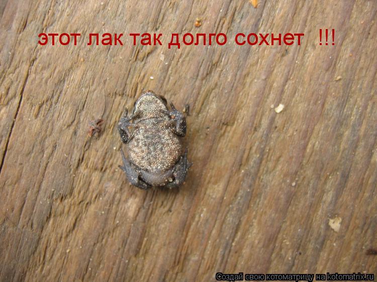 Котоматрица: этот лак так долго сохнет  !!!