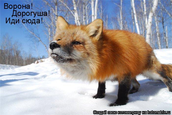 Котоматрица: Ворона!  Ворона!  Дорогуша! Иди сюда!