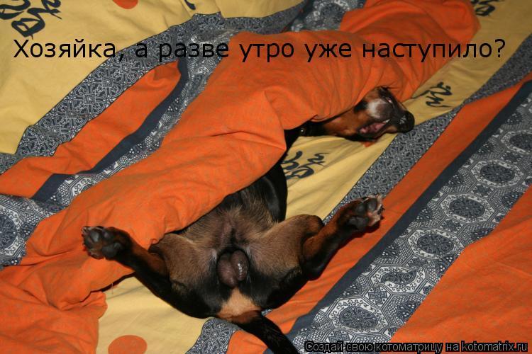 Котоматрица: Хозяйка, а разве утро уже наступило?