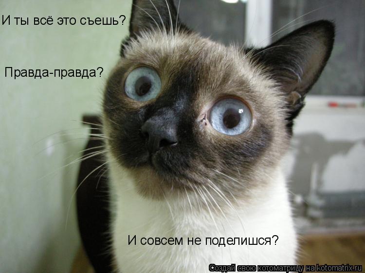 Котоматрица: И ты всё это съешь? Правда-правда? И совсем не поделишся?