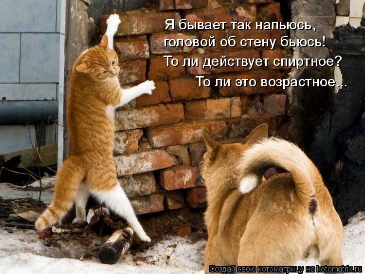 Котоматрица: Я бывает так напьюсь, головой об стену бьюсь! То ли действует спиртное? То ли это возрастное...