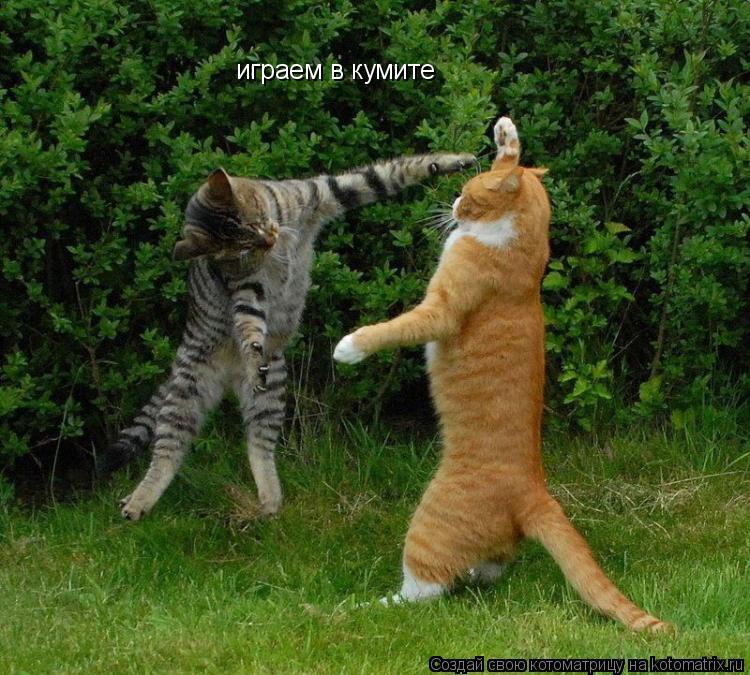 Котоматрица: играем в кумите
