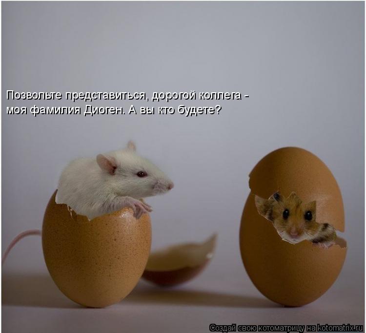 Котоматрица: Позвольте представиться, дорогой коллега - моя фамилия Диоген. А вы кто будете?