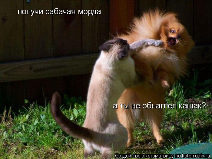 Котоматрица: получи сабачая морда а ты не обнаглел кашак?