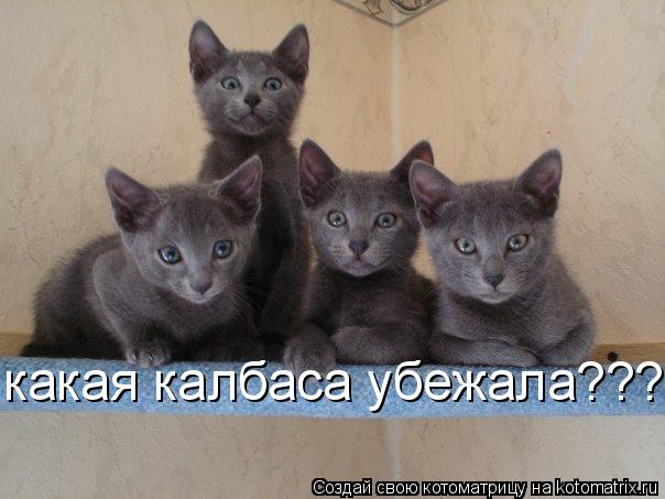 Котоматрица: какая калбаса убежала?????