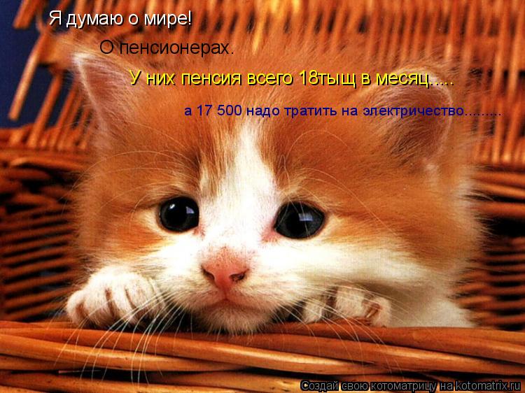 Котоматрица: Я думаю о мире! О пенсионерах. У них пенсия всего 18тыщ в месяц..... а 17 500 надо тратить на электричество.........