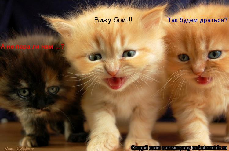 Котоматрица: Вижу бой!!! Так будем драться? А не пора ли нам ...?