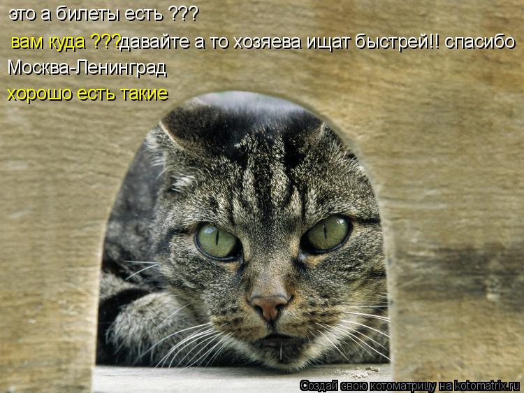 Котоматрица: это а билеты есть ??? вам куда ??? Москва-Ленинград хорошо есть такие давайте а то хозяева ищат быстрей!! спасибо