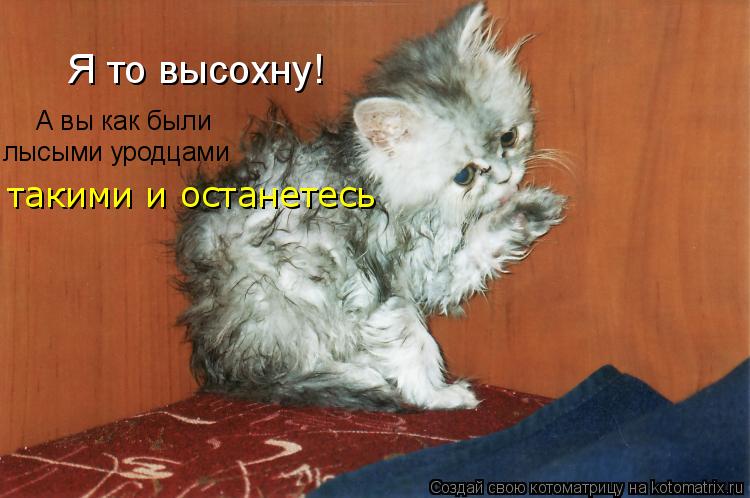 Котоматрица: Я то высохну! А вы как были  лысыми уродцами такими и останетесь