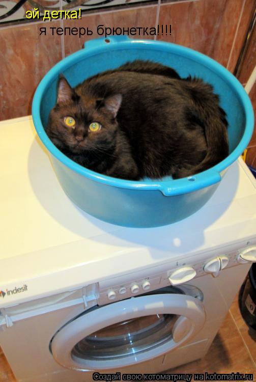 Котоматрица: эй детка! я теперь брюнетка!!!!