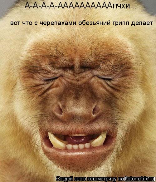 Котоматрица: А-А-А-А-ААААААААААпчхи... А-А-А-А-ААААААААААпчхи... вот что с черепахами обезьяний грипп делает