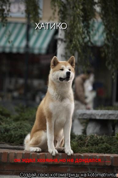 Котоматрица: ХАТИКО он ждал хозяина,но не дождался......