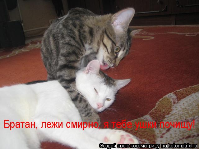 Котоматрица: Братан, лежи смирно, я тебе ушки почищу!