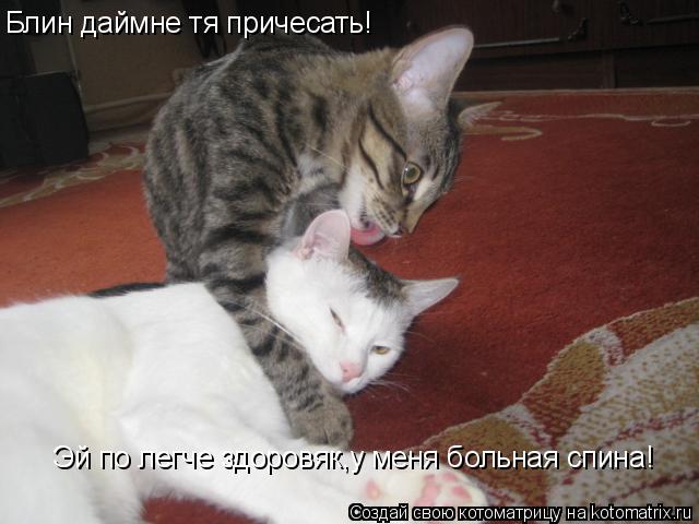 Котоматрица: Блин даймне тя причесать! Эй по легче здоровяк,у меня больная спина!