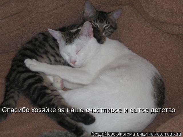 Котоматрица: Спасибо хозяйке за наше счастливое и сытое детство