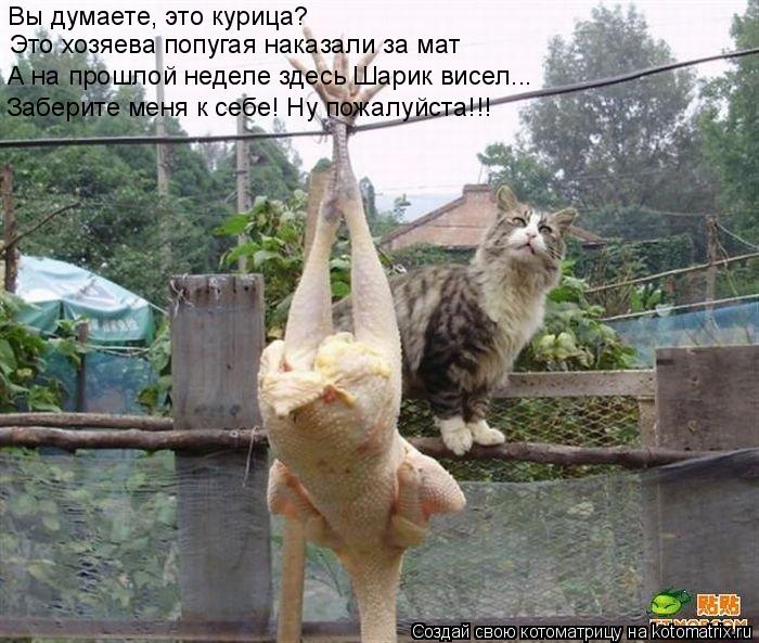 Котоматрица: Вы думаете, это курица? Это хозяева попугая наказали за мат А на прошлой неделе здесь Шарик висел... Заберите меня к себе! Ну пожалуйста!!!